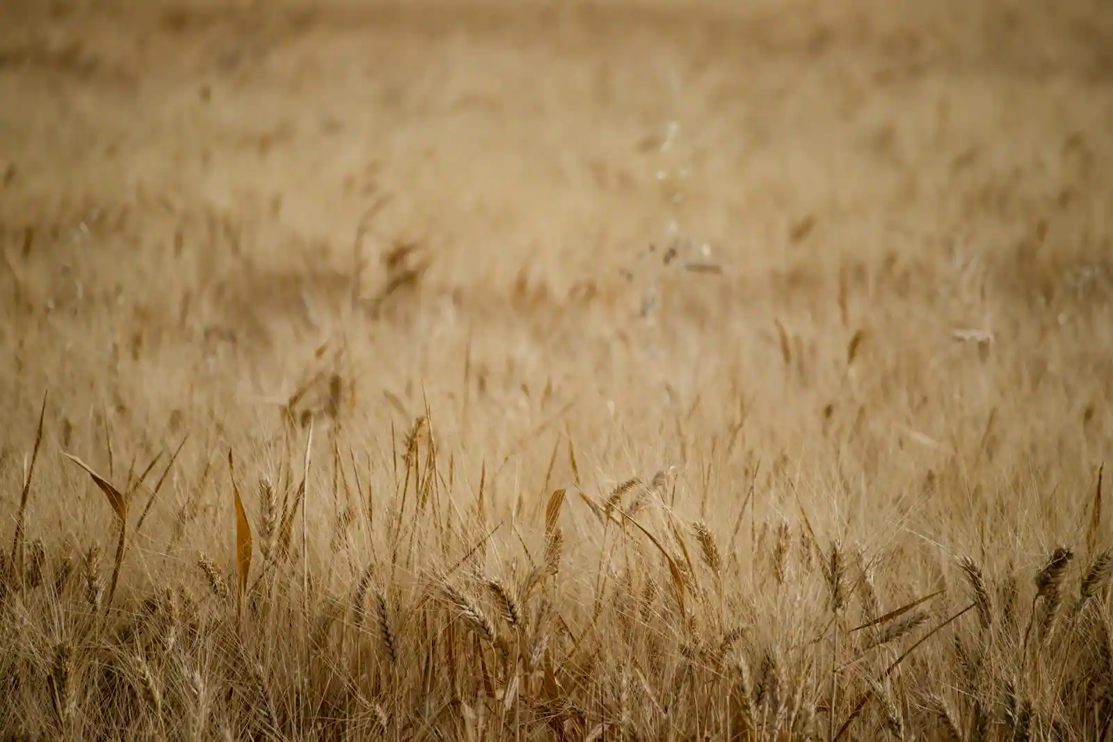 Champ de blé doré prêt pour la récolte, illustration des matières premières agricoles négociées sur une bourse de commerce