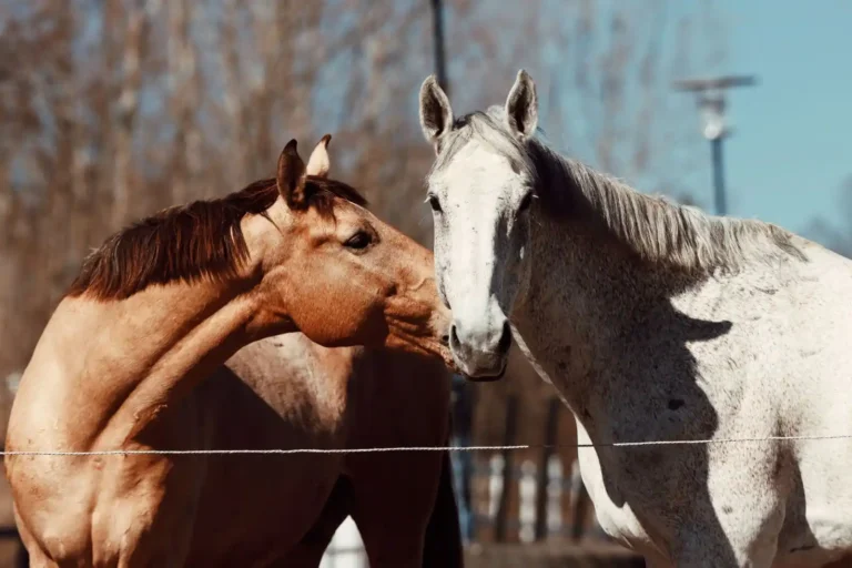 Communication animale : comment les animaux échangent vraiment