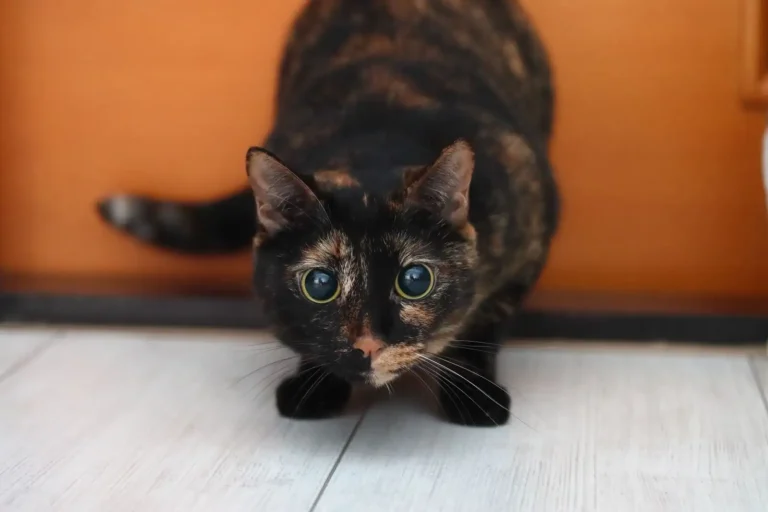 Communication féline : comment votre chat vous parle vraiment